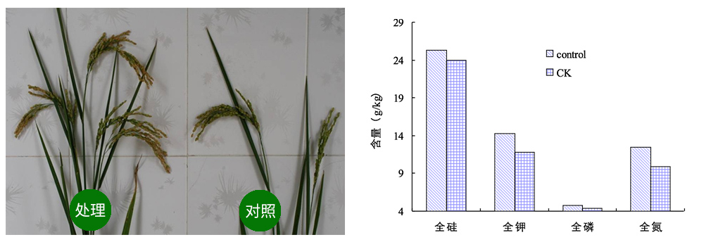 領(lǐng)先生物解硅菌劑助力水稻提質(zhì)增收